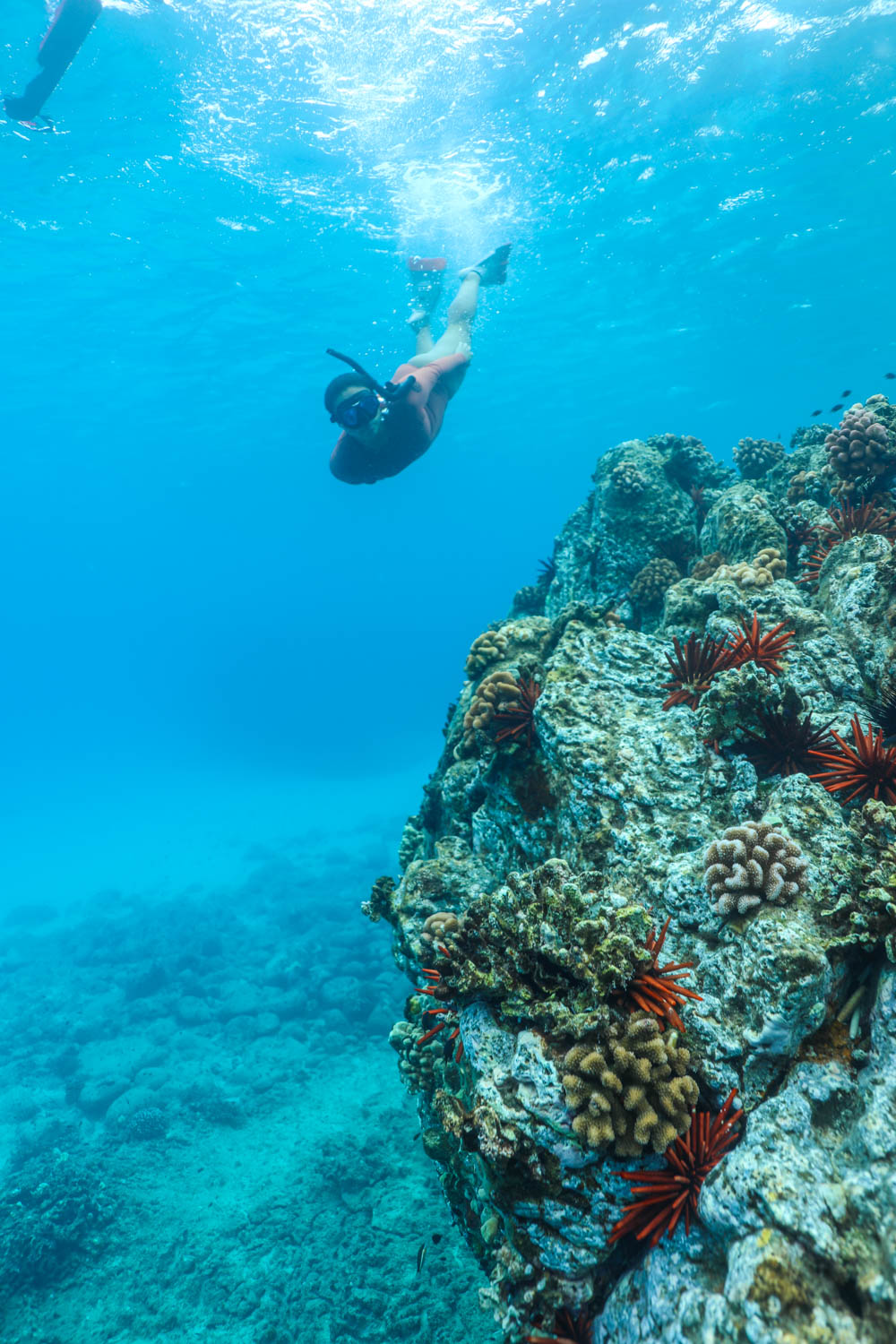 A crew member snorkelling alongside guests
