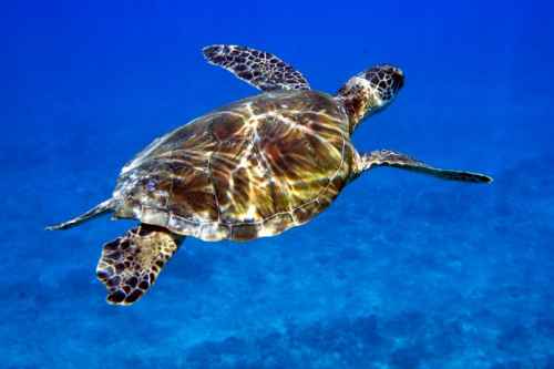 A green sea turtle, filmed in open water